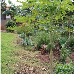 05. Bear fruit with tree planting - $150