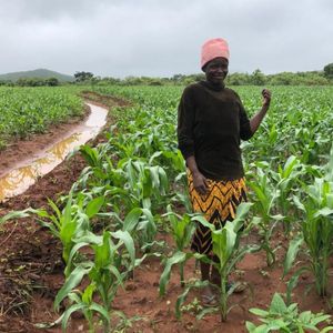 20. Swales/gabions in Zimbabwe - $125