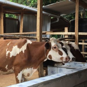 21. Cow shed in Kenya - $6,800