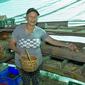 26. Hens/supplies in Colombia - $680