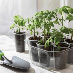 03. Seeds and plants in Cuba - $170