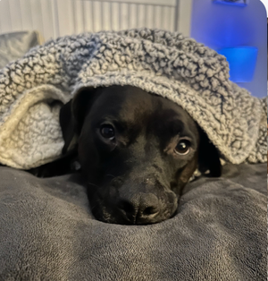 Alfie