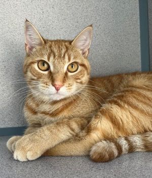 Caramel