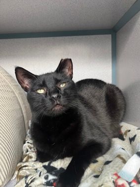 Cocoa