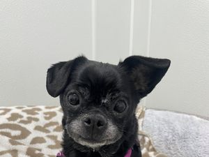 Harley *special needs* 