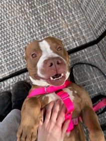 Pinky