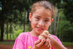 Baby Chicks