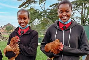 Rooster & Two Hens