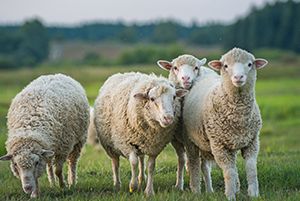 Sheep