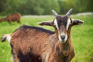 Goat