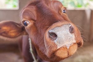 Cow