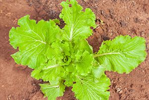Crop Seeds