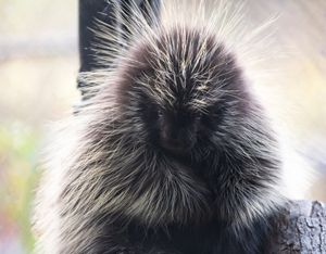 Adopt a Porcupine, just like Danni!