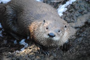 Adopt a Northern River Otter, just like Moe!