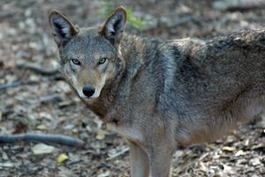 Adopt an American Red Wolf, just like Katniss & Hyde!