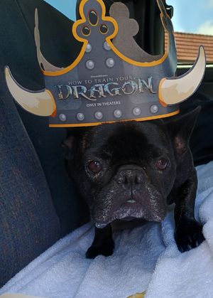 Vote for Gizmo adorable Frenchie