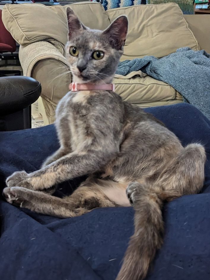 Josie Blossom