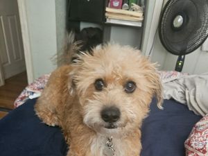 Finn for pet of the year