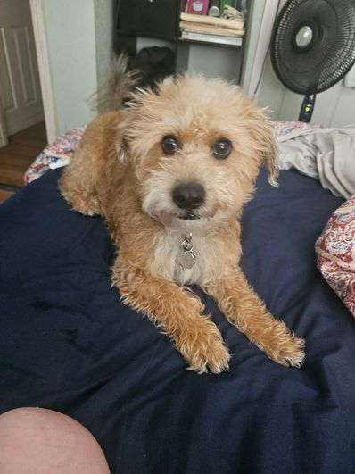 Finn for pet of the year