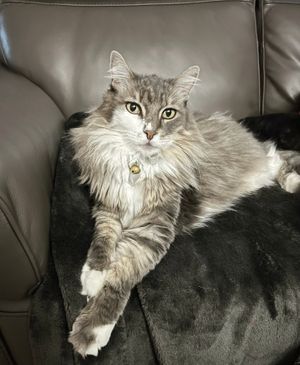 Vote for Alice