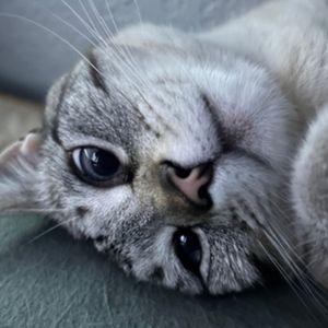 Belle