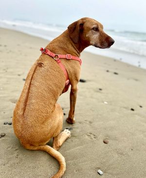 Vote for Penny