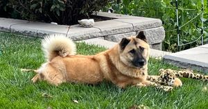 Sadie 11 years old