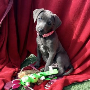 Help Graycie help shelter pets.