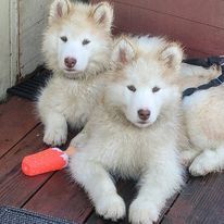 Zeus and Loki