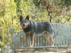 Murphy the Blue