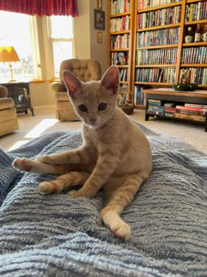 Nell