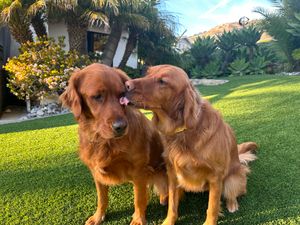 Lovin Littermates