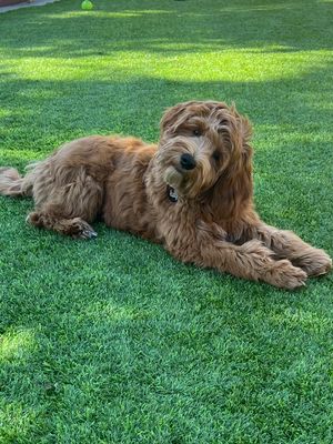 Vote for Rusty