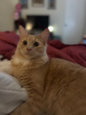Vote For Bug