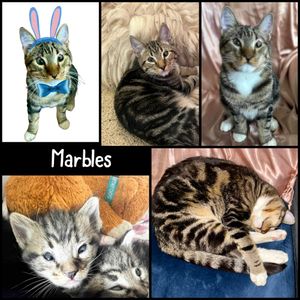 Magnificent Marbles