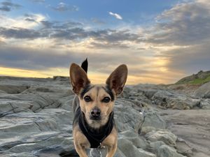 Baxter