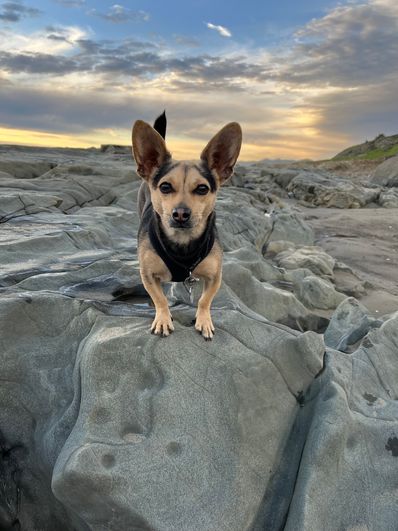 Baxter