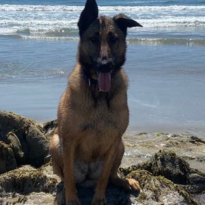 Sage needs your vote