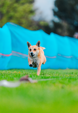 Lucy... From Rescue to Racer