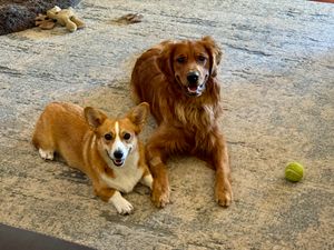 Vote For The Dynamic Duo - Luna and Atlas