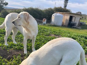 Rubs and Sis Fundraiser