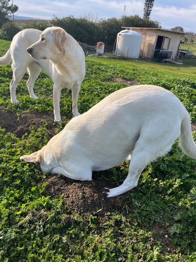 Rubs and Sis Fundraiser