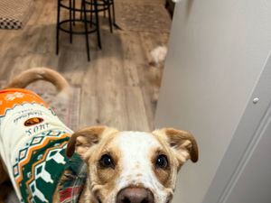 Charlie Fundraiser