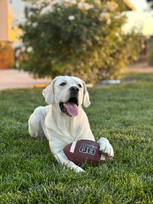 Vote for Truman