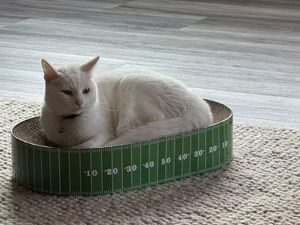 Gridiron Olive
