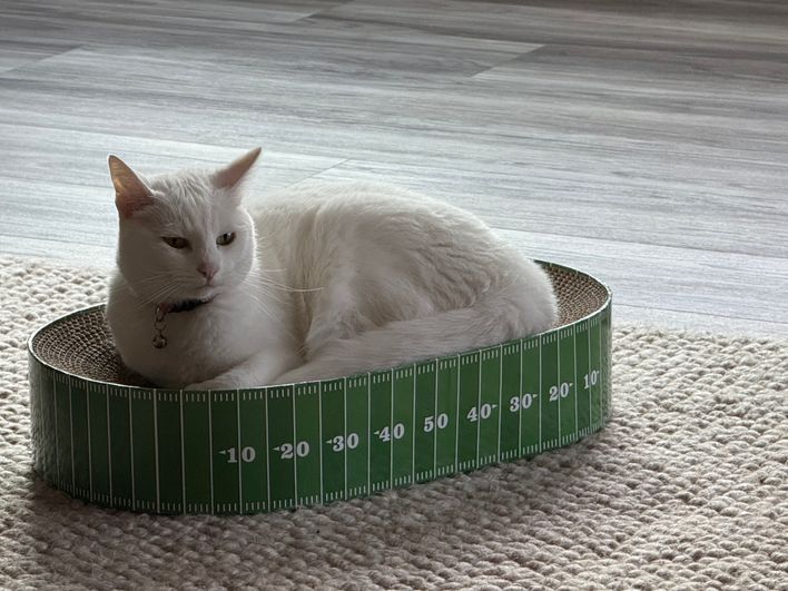 Gridiron Olive