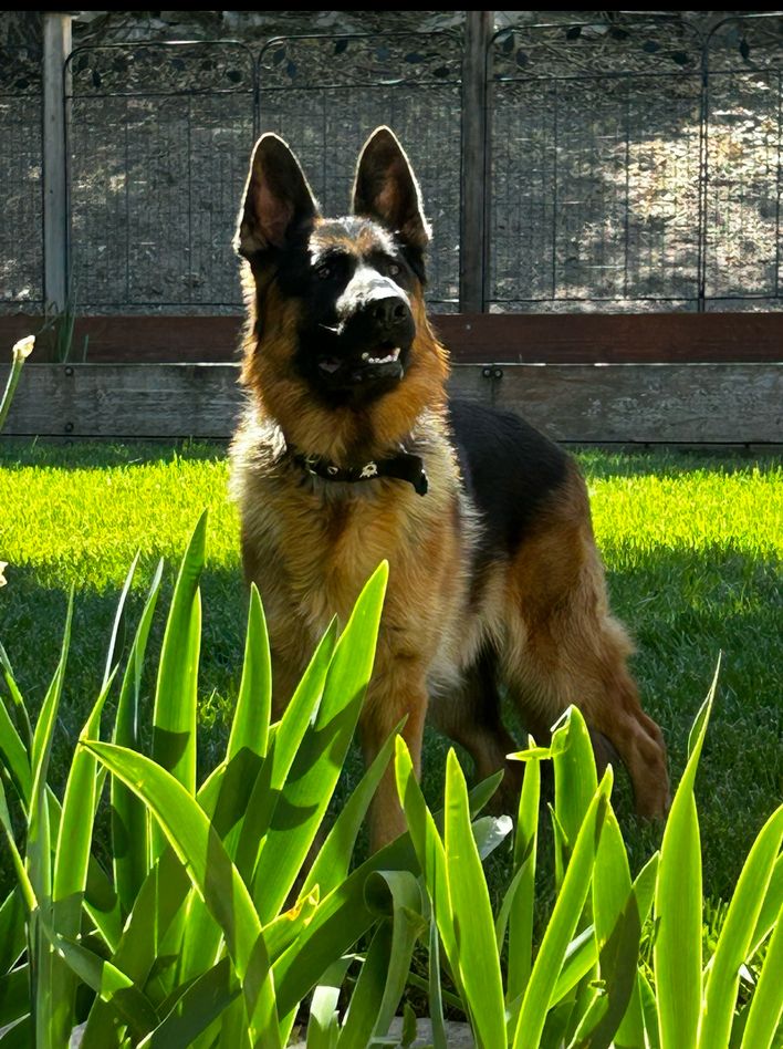 vote for Kaizer