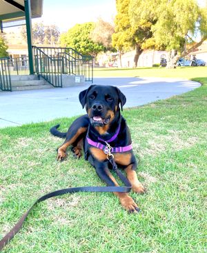 Vote for Gypsy