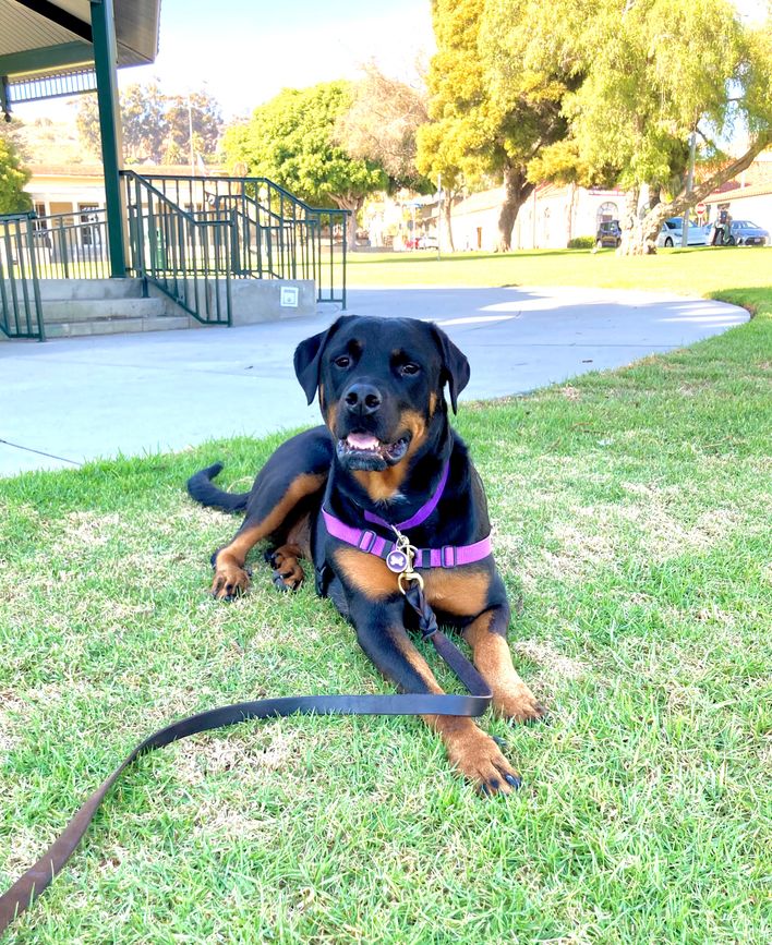 Vote for Gypsy