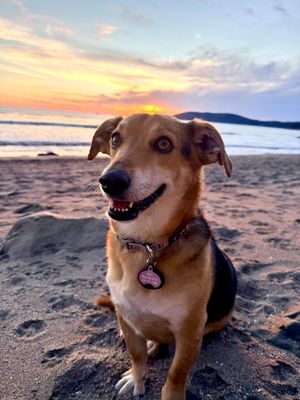 Indy the Adventurer